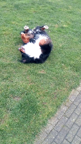 Gruitroderlaan 26, 3680 Maaseik