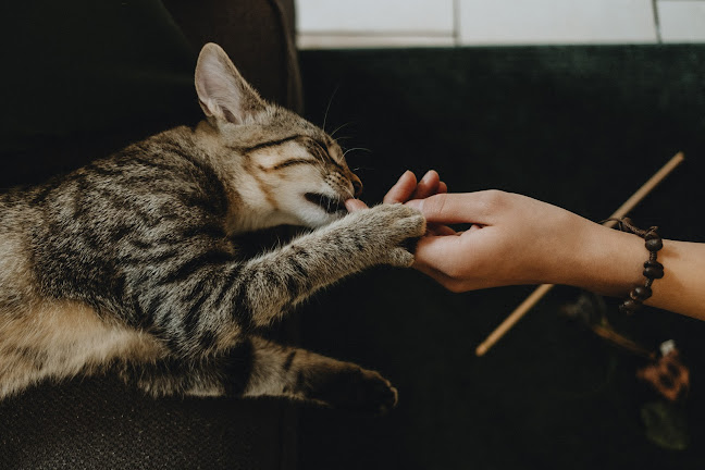 MAU kattencafé🐈‍⬛ - Genk