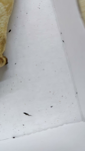 Congresstraat 31, 1000 Brussel