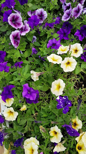 Comentarii opinii despre Chagall Nieuwpoort