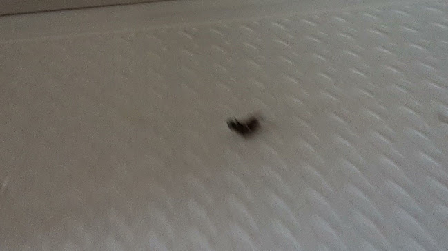 Brasserie Leffe Turnhout - Turnhout