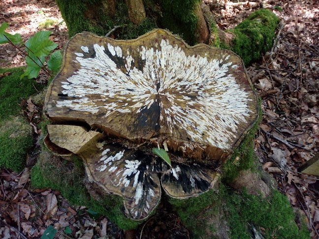 Comentarii opinii despre Boulangerie Delhaye Tellin