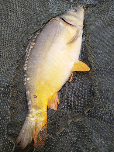 Opinii despre Belgique în Brussel - Horeca