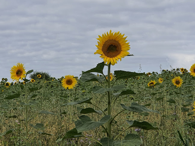 le pré gourmand - Somme-Leuze
