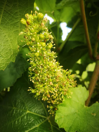 Comentarii opinii despre So Giu By Anthocyanes