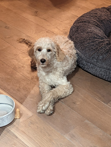 Hondenschool Amicus Groot Ranst - Ranst