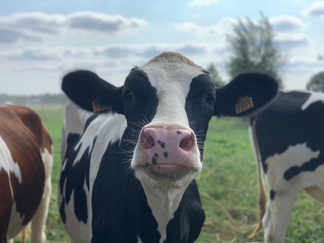 De Witte Lelie - Heist-op-den-Berg