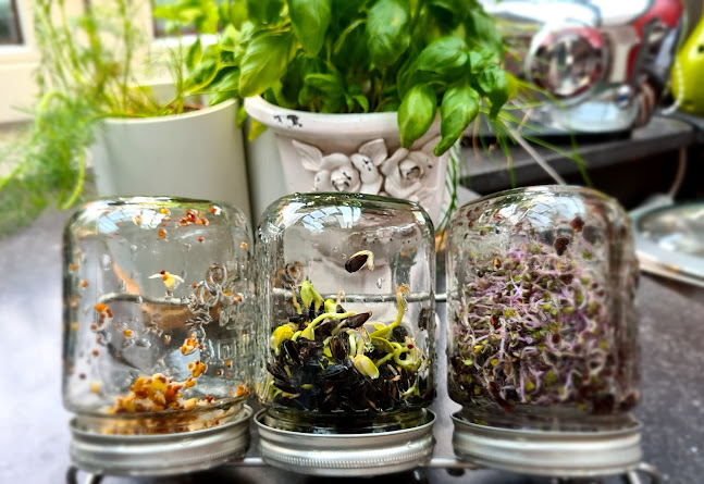 Comentarii opinii despre Chlorophylle