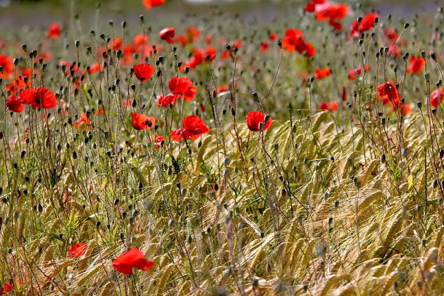 Comentarii opinii despre Bakkerij-Tearoom Verelst