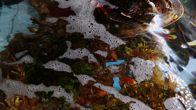 Opinii despre The Lobster House în Brussel - Horeca