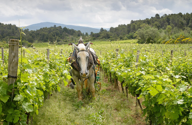 Opinii despre Melanie's World Of Wine And More în Gent - Horeca