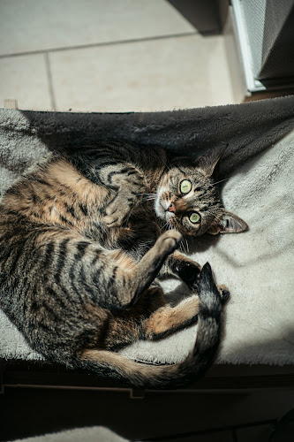 MAU kattencafé🐈‍⬛ - Horeca
