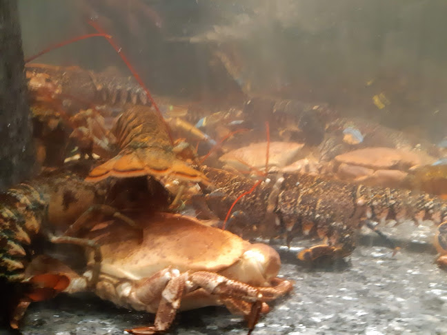 Lobster - Horeca