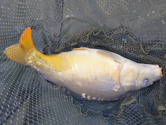 Comentarii opinii despre Belgique