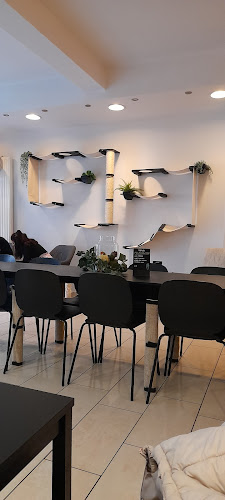 MAU kattencafé🐈‍⬛ - Horeca