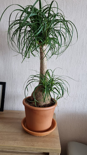 Maes/Fabrice - Antoing