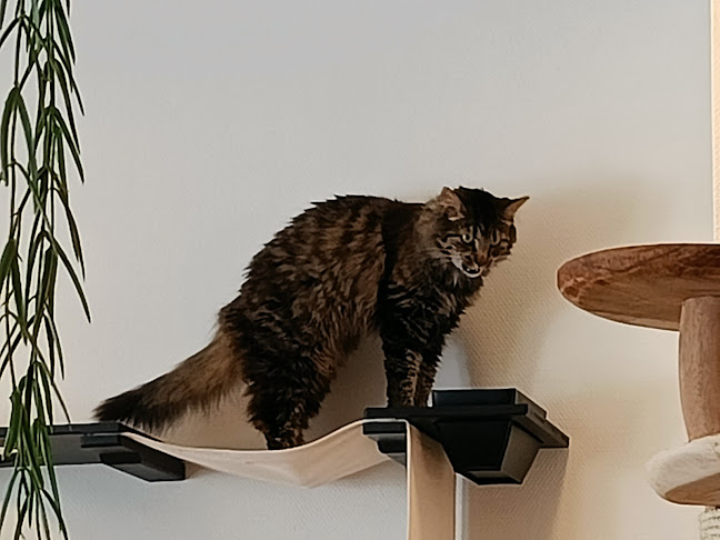 MAU kattencafé🐈‍⬛ Open Times