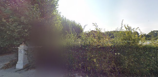 De ijsvogel